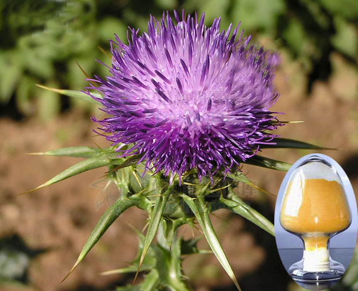 Milk thistle extract